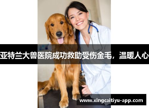 亚特兰大兽医院成功救助受伤金毛，温暖人心